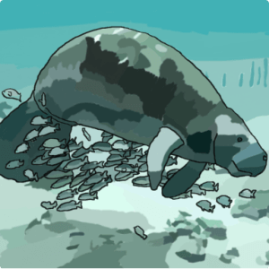 Manatee