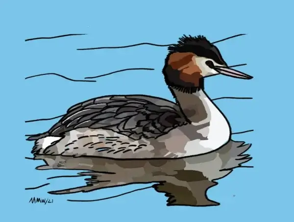 Common grebe