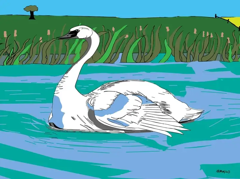 Trumpeter swan