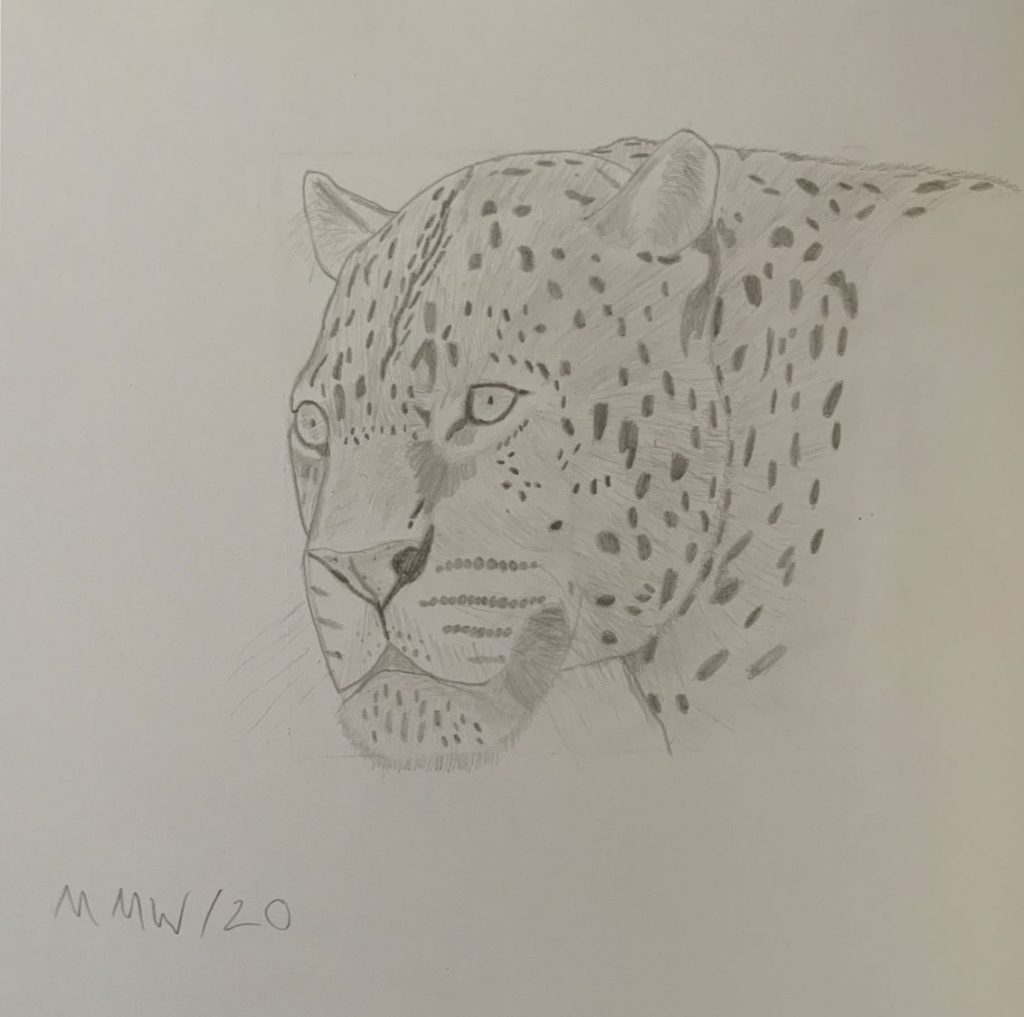 Blue Leopard Ketch Leopard - pencil sketch - CoolArt2021