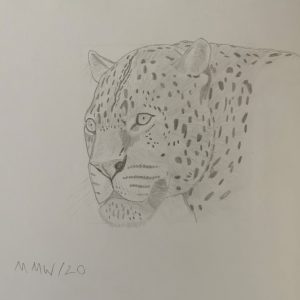 Leopard - pencil sketch