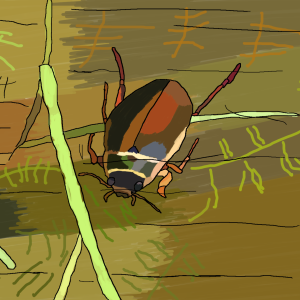 Water beetle