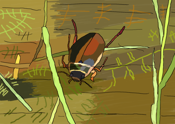 Water beetle