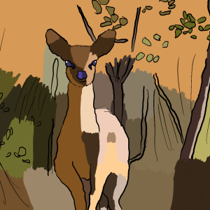Klipspringer antelope