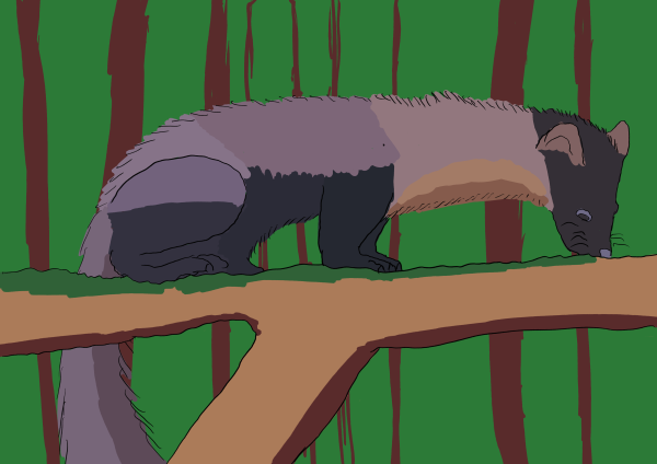 Pine marten spotted at Aigas, Scotland