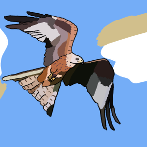 Red kite in the blue sky