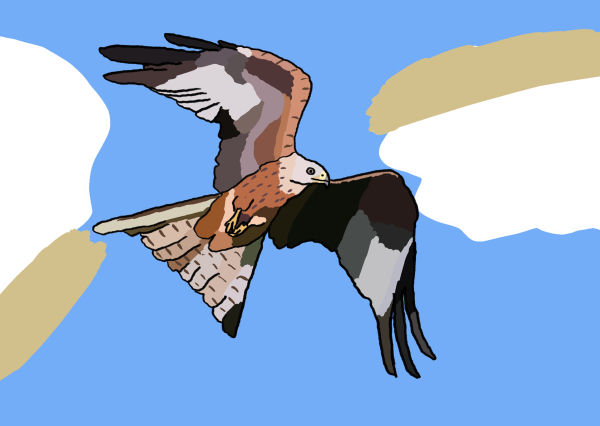 Red kite in the blue sky