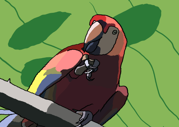 Brightly coloured macaw bird from Costa Rica