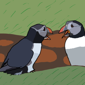 Pair of puffins talking to each other outside their burrow on Lunga