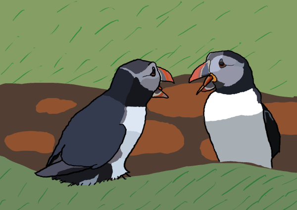 Pair of puffins talking to each other outside their burrow on Lunga