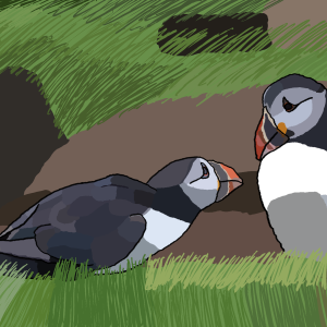 Pair of puffins talking - one looking adoringly up at the other