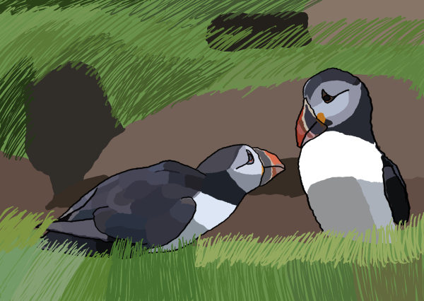 Pair of puffins talking - one looking adoringly up at the other