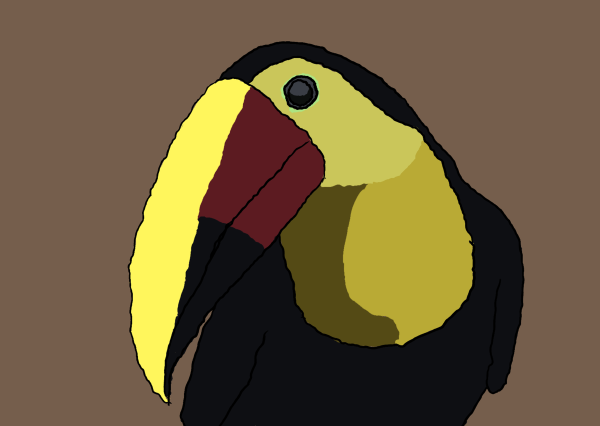 Bright yellow billed Toucan bird from Costa Rica