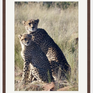 Mother and daughter cheetah photo