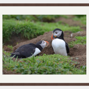 Pair of Puffins photo