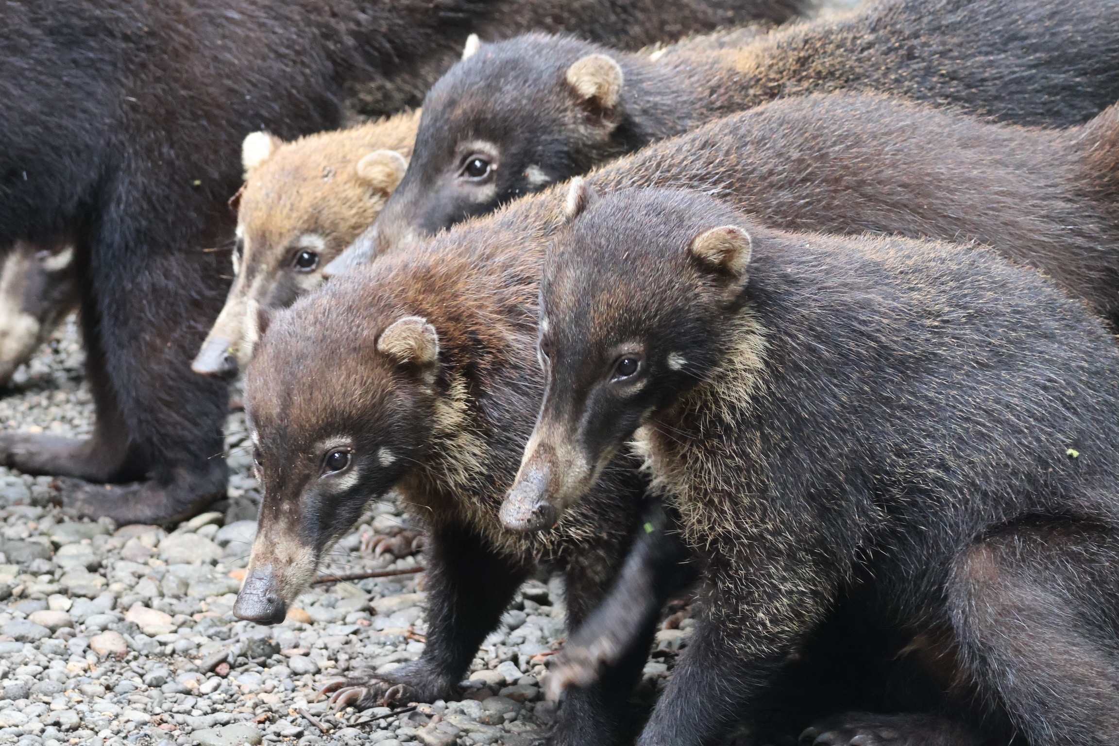 Band of Coati from Costa Rica