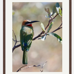 Bee-eater photo