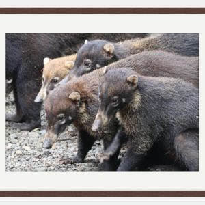 Band of Coatis photo