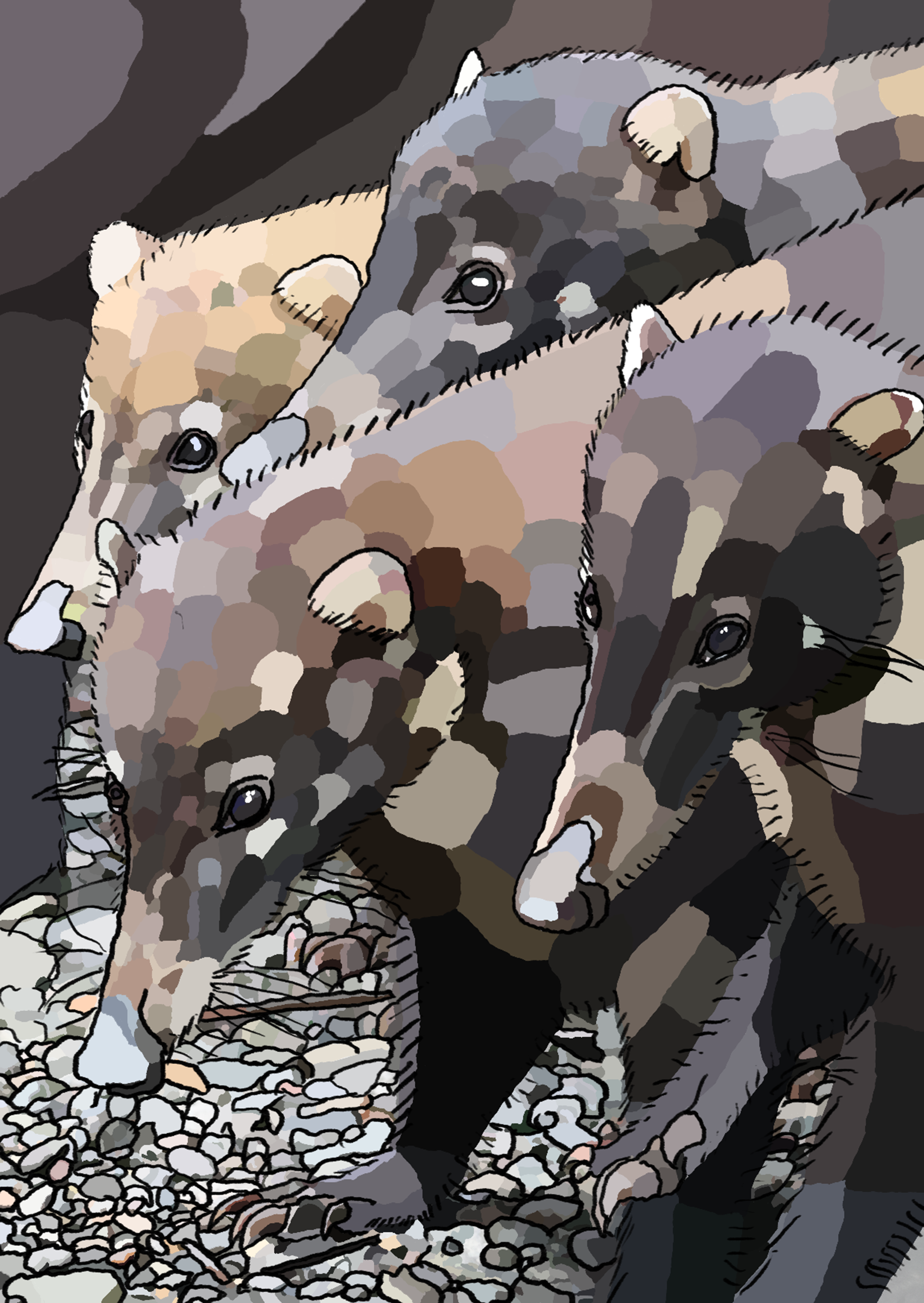 a band of coati looking at something