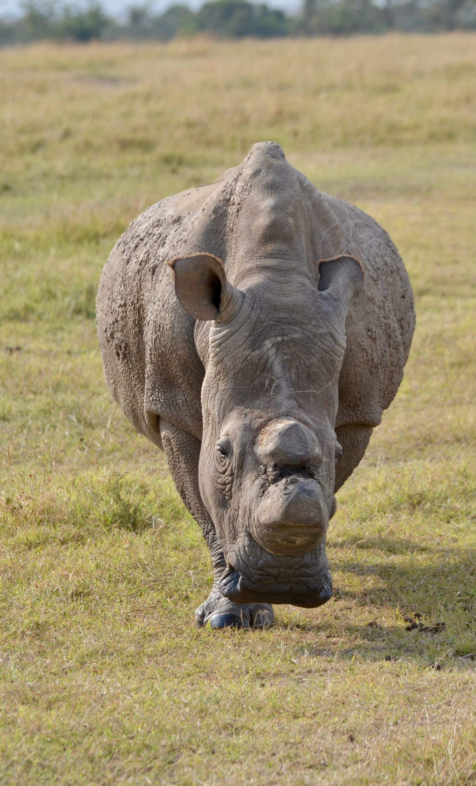 Sudan, last male northern white rhino, seen in Kenya, walking in a field