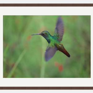 Hummingbird in flight photo