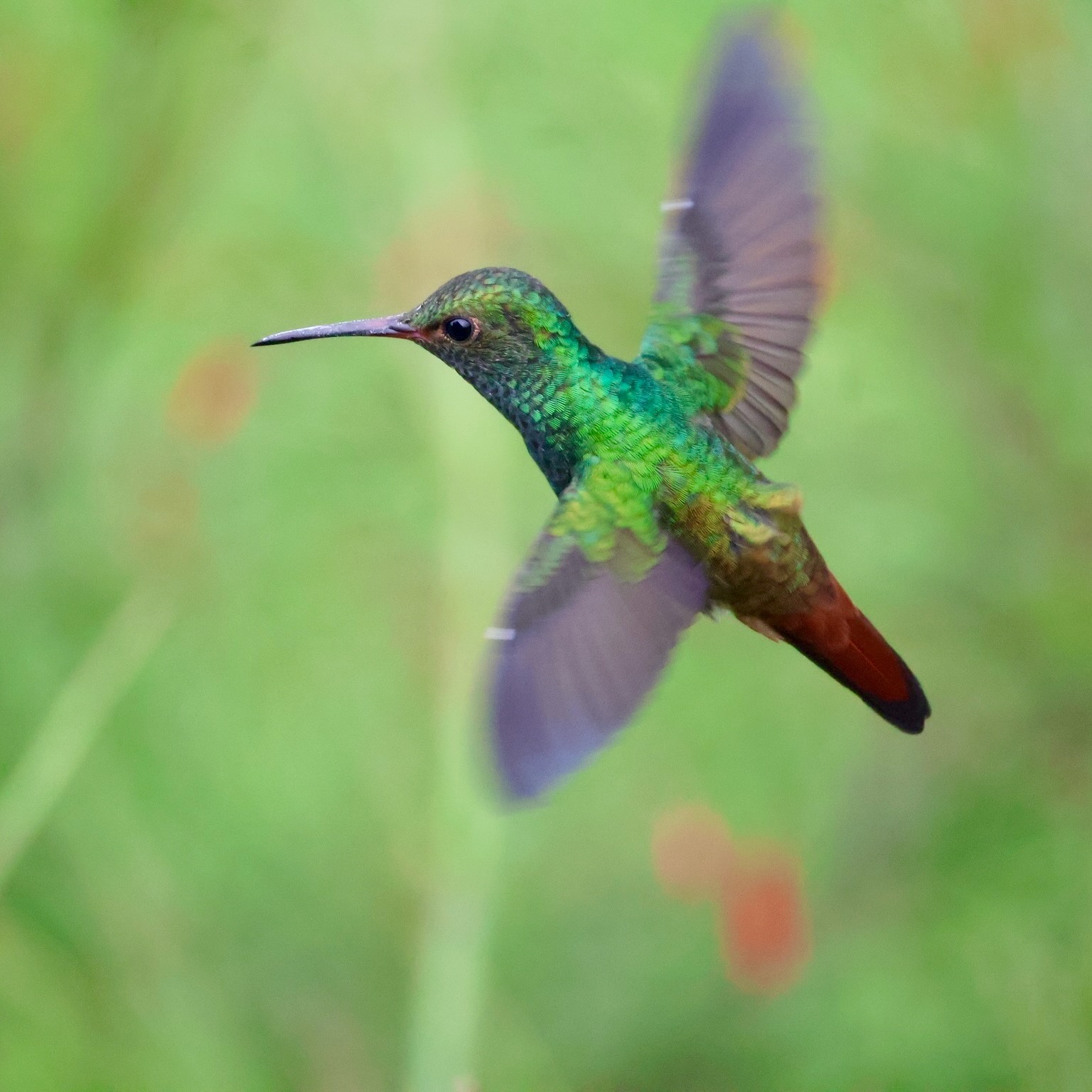 a hummingbird flying in the air
