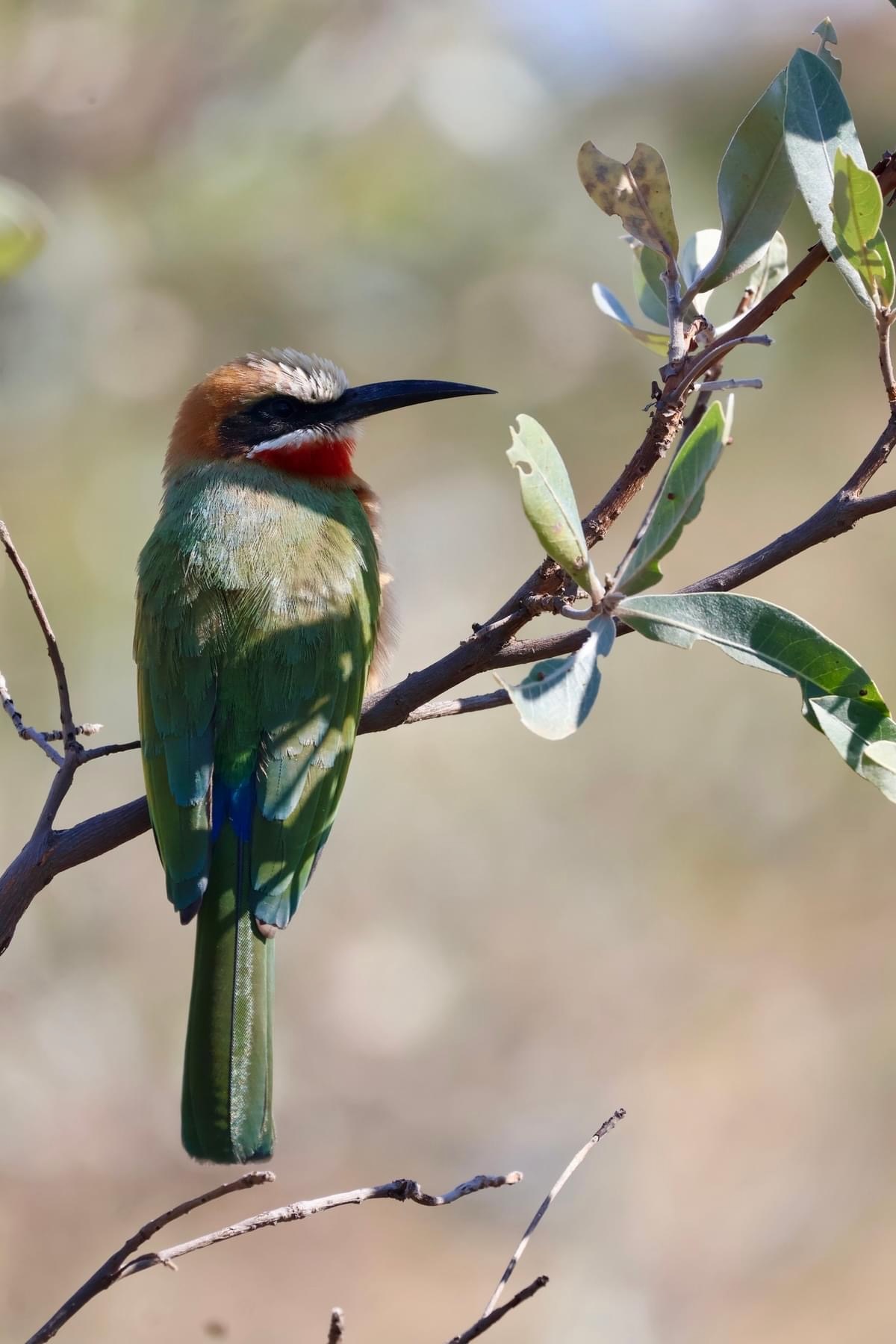 a bee-eater bird sitting on a branch