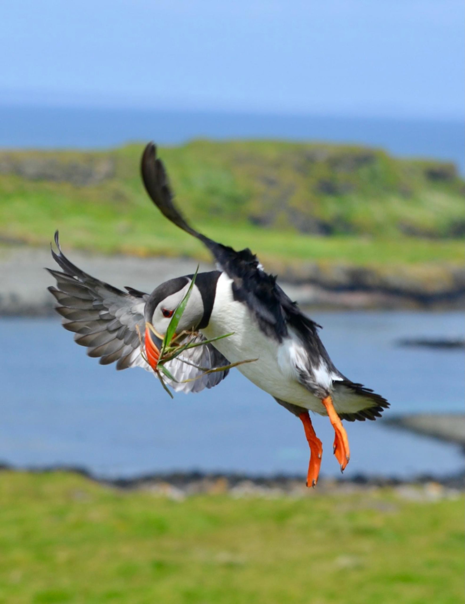 Puffin landing with leaves in mouth
