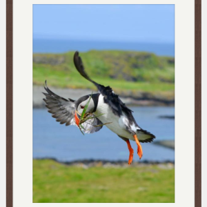Puffin landing photo