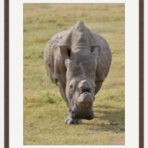 Northern White Rhino photo