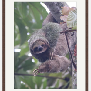 Sloth hanging photo