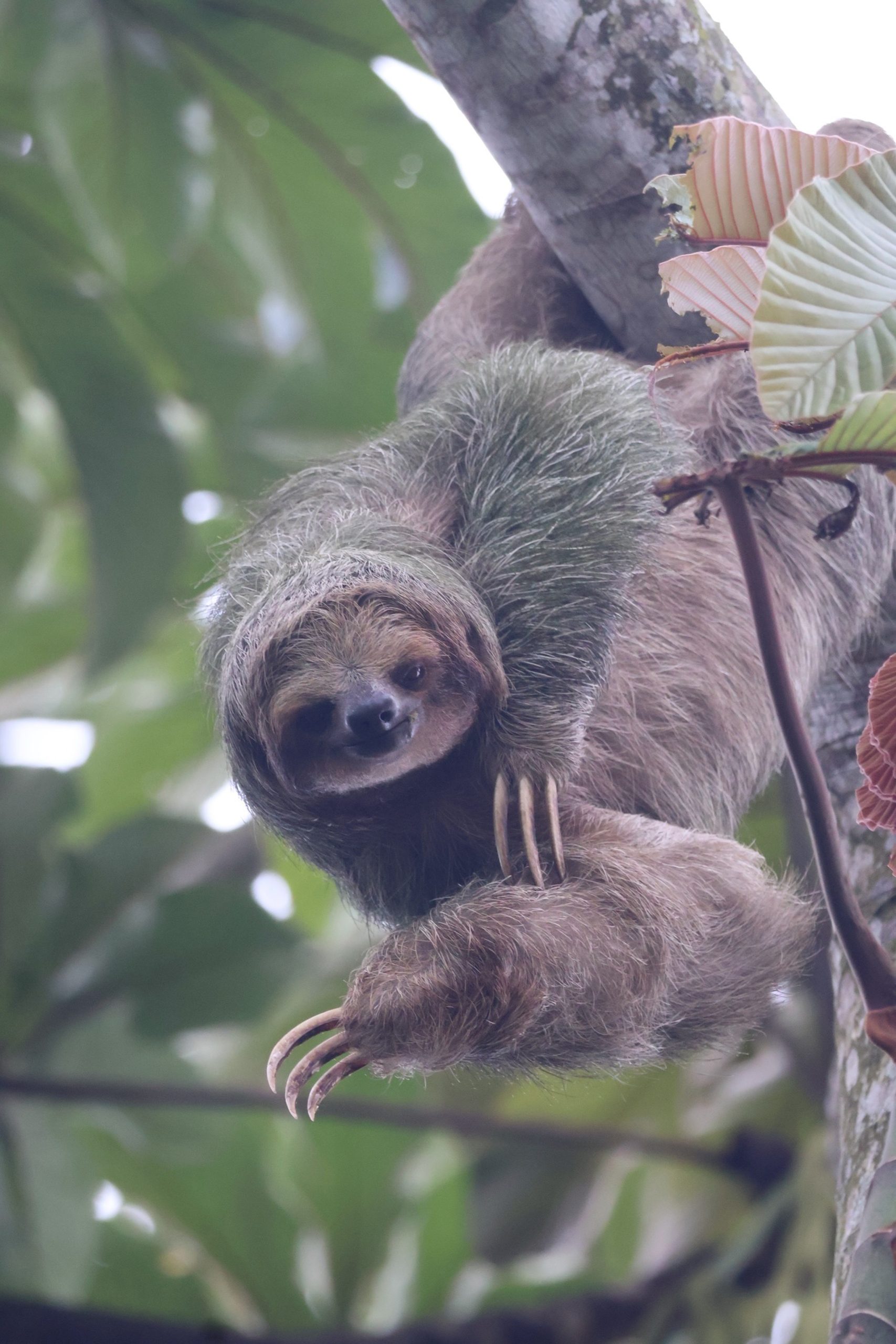 Three toed sloth in tree in Costa Rica
