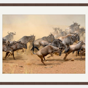 Wildebeest chasing photo