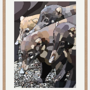 Band of Coatis