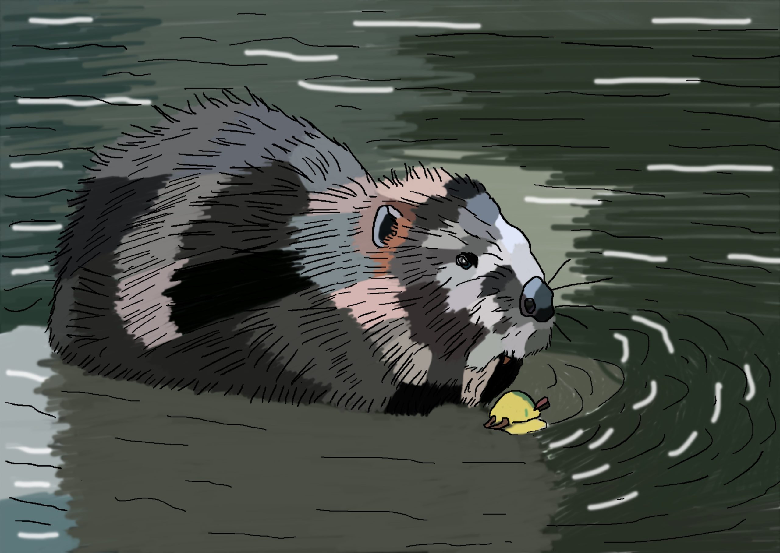 Beaver