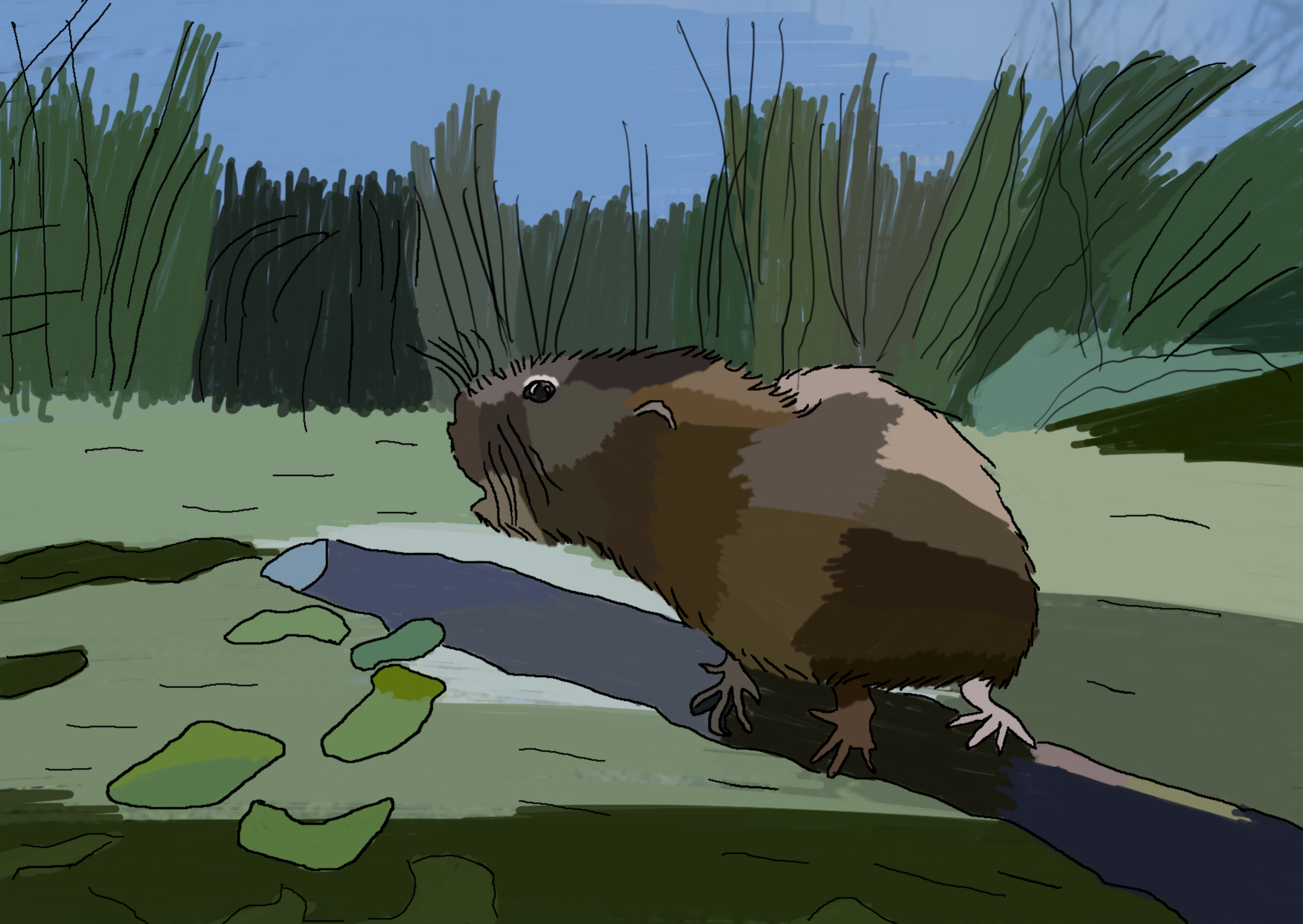 Water vole