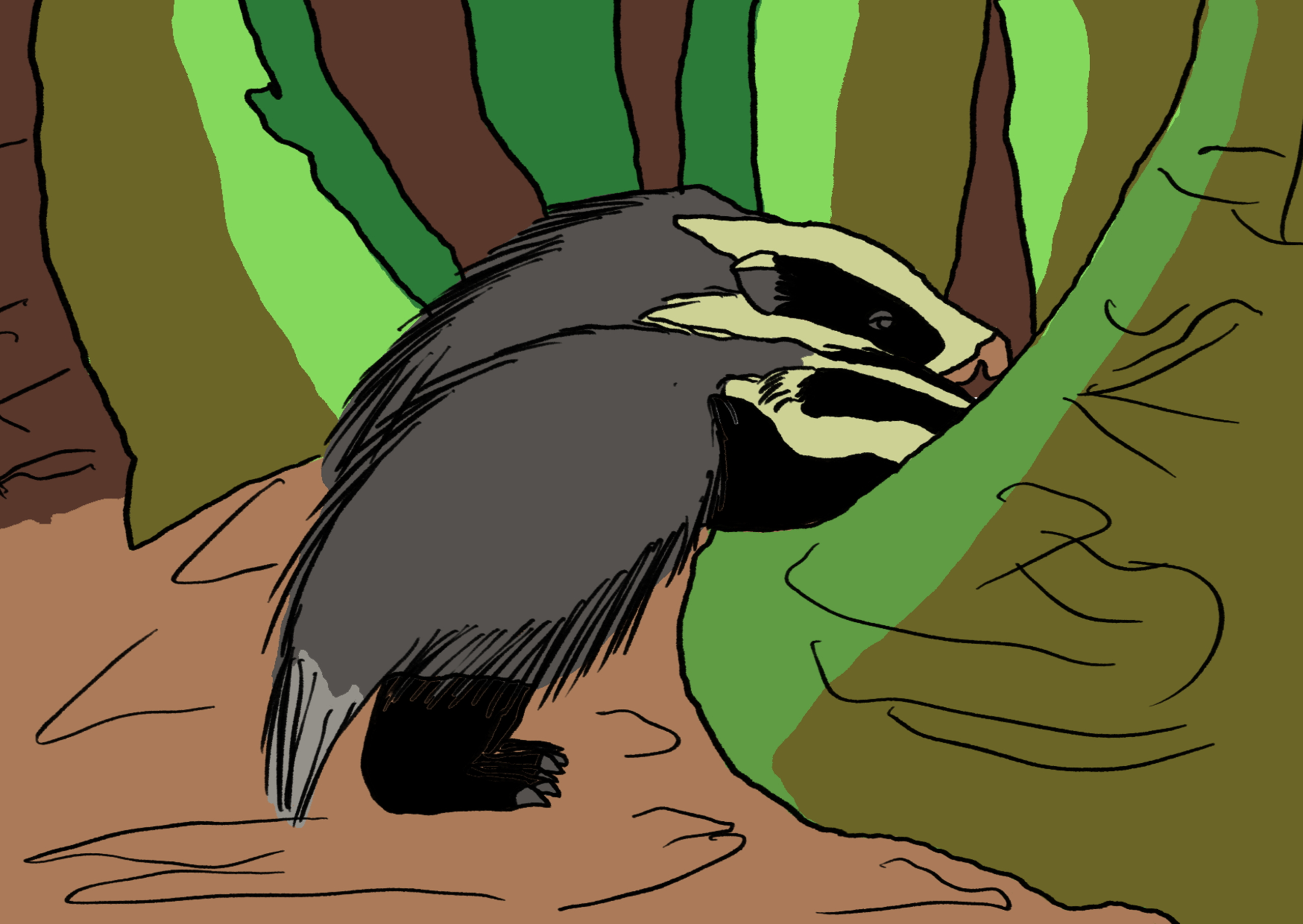 Two badgers rooting for food