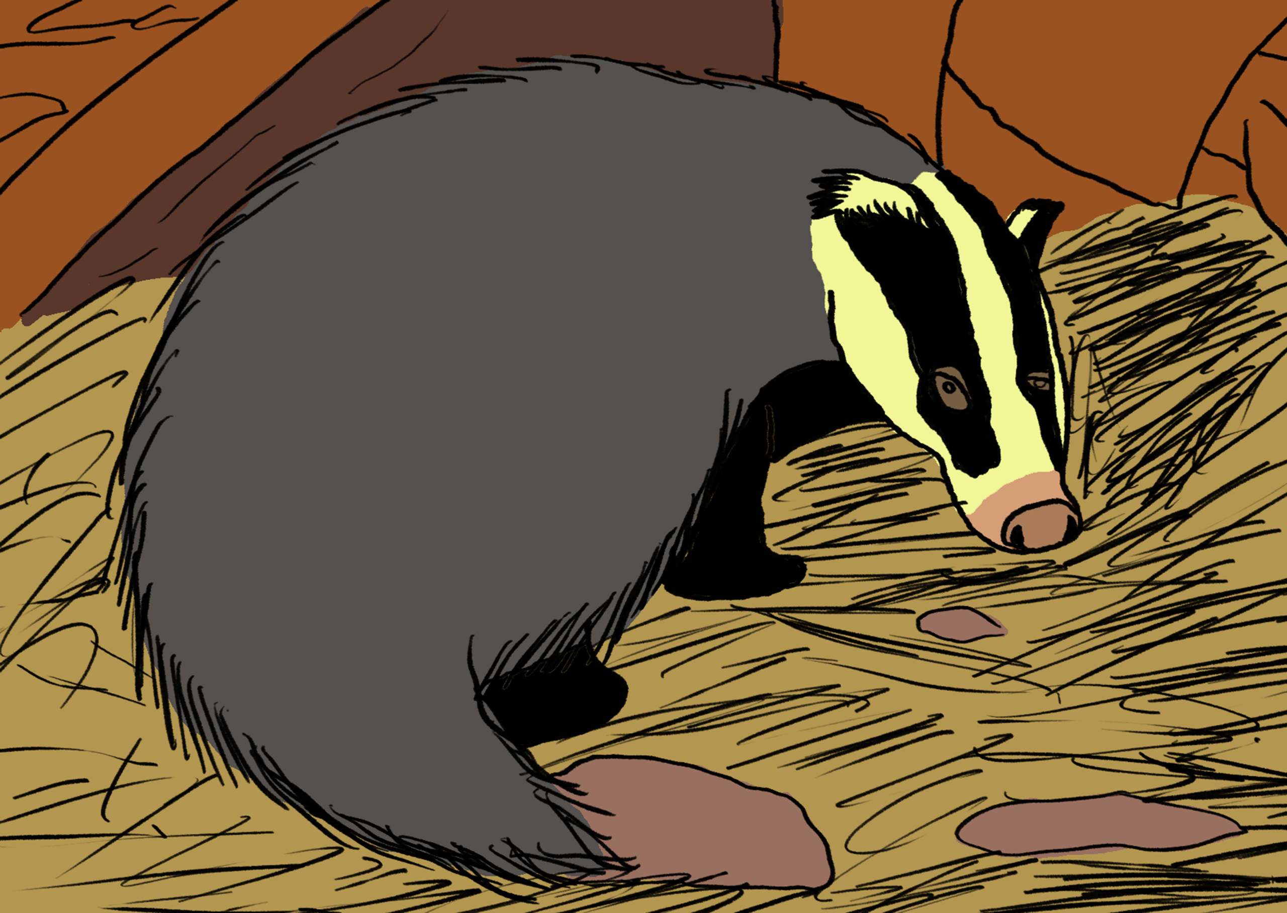 Badger turning around