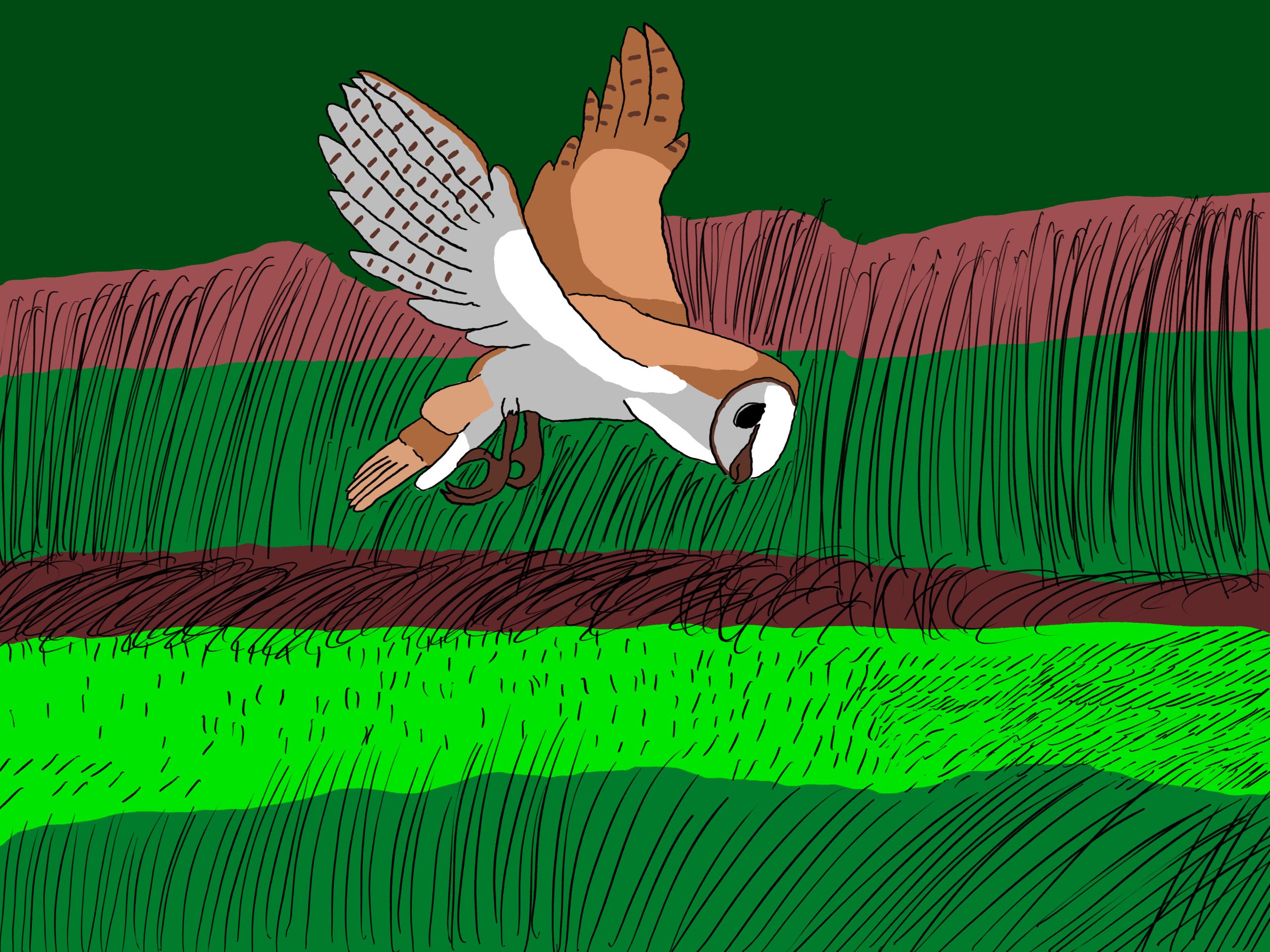Barn owl flying on the hunt over fields