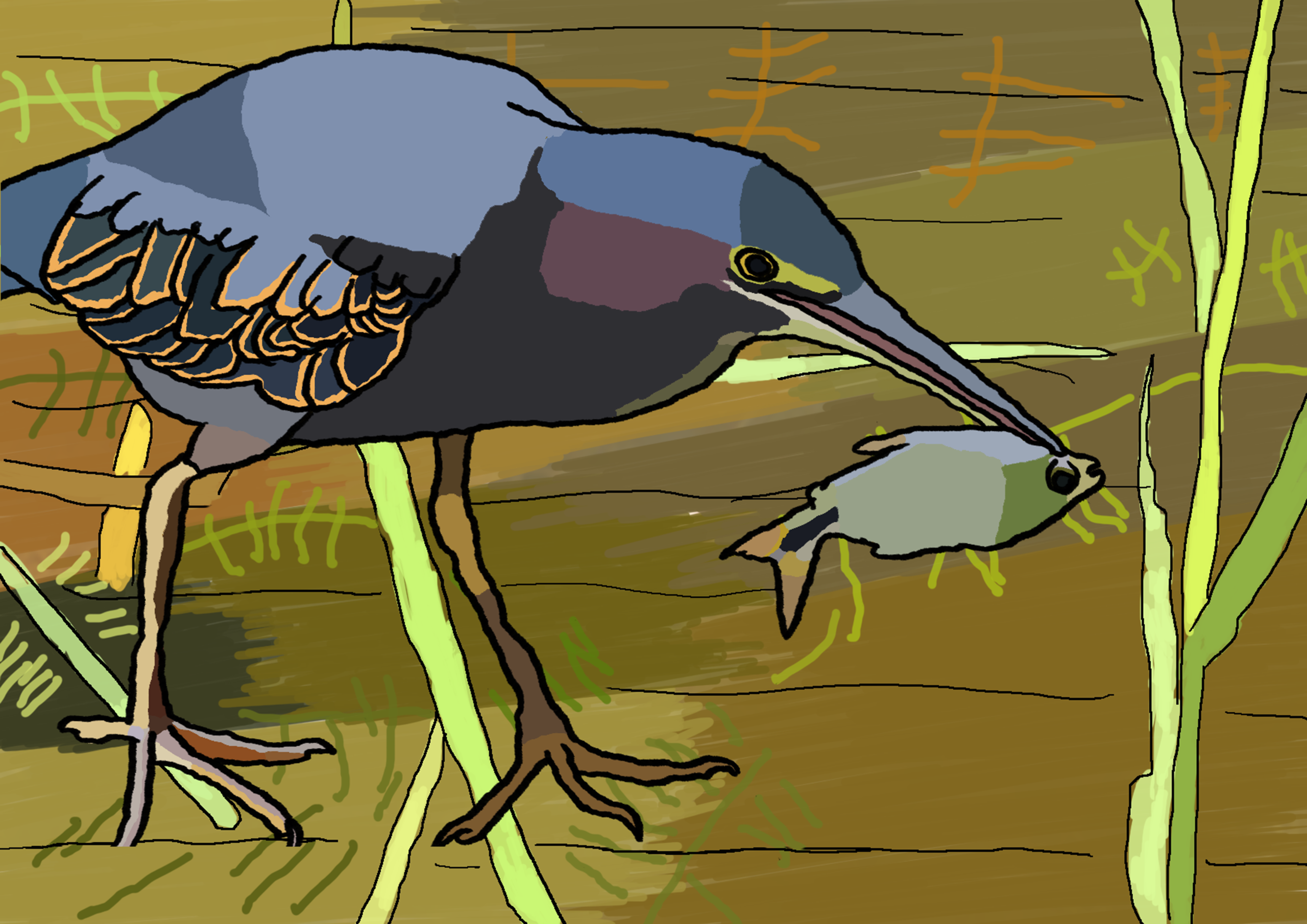 Green heron from Costa Rica