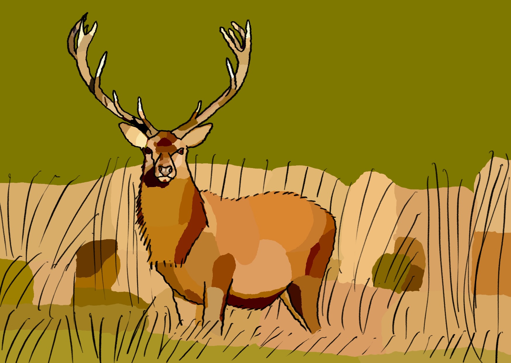 Red Deer Stag facing us proudly