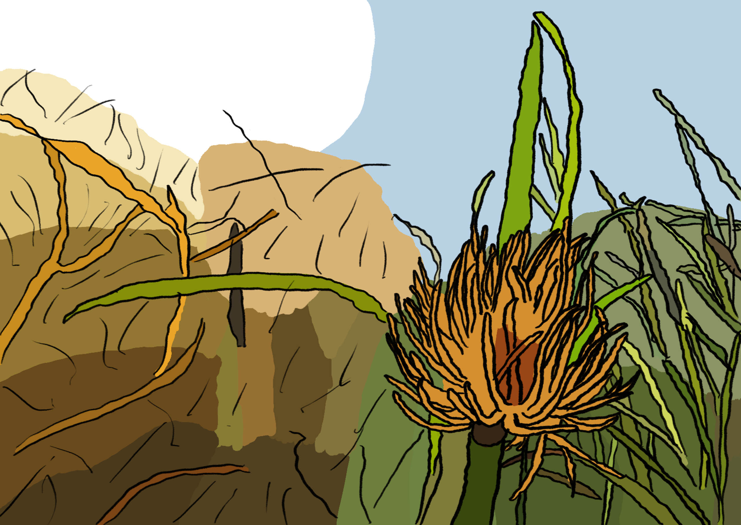 Seagrass anemone